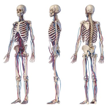 Human body anatomy. Skeleton with veins and arteries. Three angle views. clipart