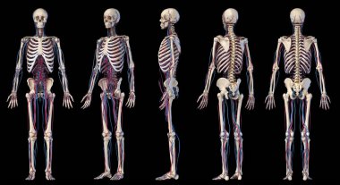 İnsan vücut anatomisi. Damarlı ve atardamarlı iskelet. Beş açı görünümü.