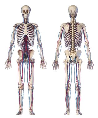 İnsan vücut anatomisi. Damarlı ve atardamarlı iskelet. Ön ve arka görünümler.