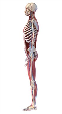 Human full body skeleton with muscles, veins and arteries. 3d IIllustration clipart