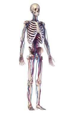 Human body anatomy. Skeleton with veins and arteries. Front perspective view. clipart