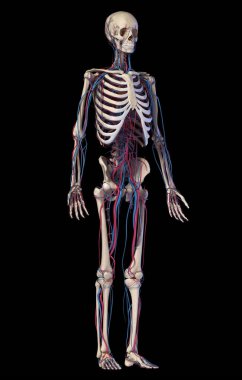 Human body anatomy. Skeleton with veins and arteries. Front perspective view. clipart