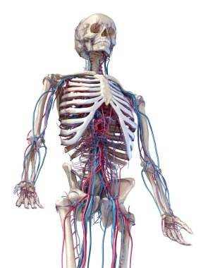 Human skeleton with veins and arteries. 3/4 upper part, Front side. clipart