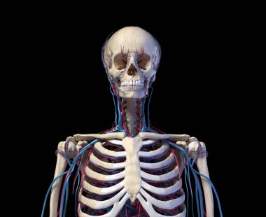 Human torso anatomy. Skeleton with veins and arteries. Front view. clipart