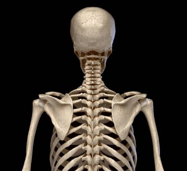 İnsan Anatomisi, Gövde'nin iskelet sistemi. Arka görüş.