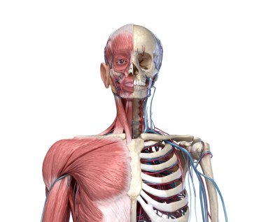 Kaslar, damarlar ve arterler ile İnsan Torso iskelet. ön görünüm.