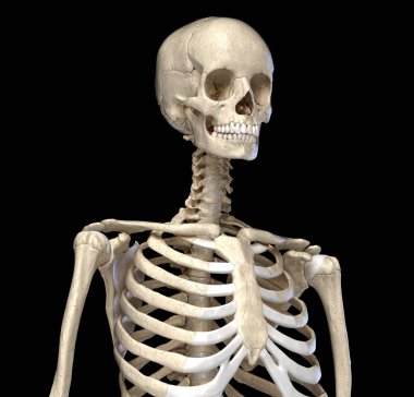 Human Anatomy, skeletal system of the Torso. Front perspective view.