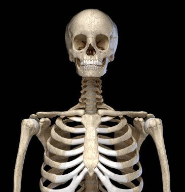 İnsan Anatomisi, Gövde'nin iskelet sistemi. Ön görünüm.