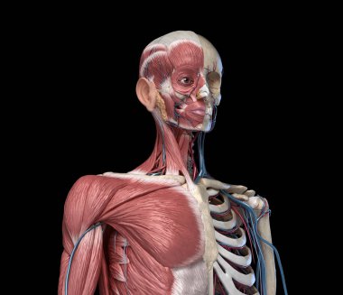 Kaslar, damarlar ve arterler ile İnsan Torso iskelet. ön pe