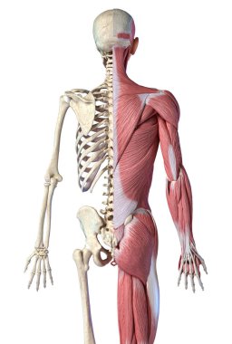 İnsan erkek anatomisi, 3/4 şekil li kas ve iskelet sistemleri, geri görünüm