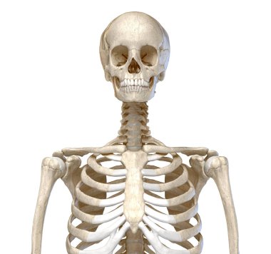 İnsan Anatomisi, Gövde'nin iskelet sistemi. Ön görünüm.