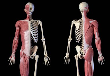 Human male anatomy, 3/4 figure muscular and skeletal systems, ront and back views clipart