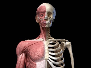 Human body, torso skeletal and muscular systems, front view  clipart