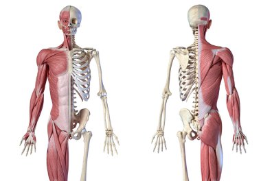 Human male anatomy, 3/4 figure muscular and skeletal systems, front and back views. clipart