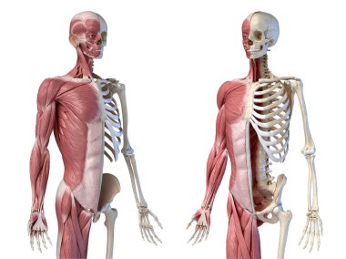 Human male anatomy, 3/4 figure muscular and skeletal systems, two frontal perspective views. clipart