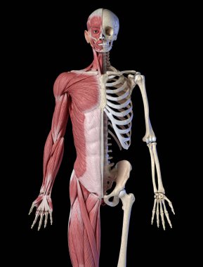 Human male anatomy, 3/4 figure muscular and skeletal systems, front view. clipart