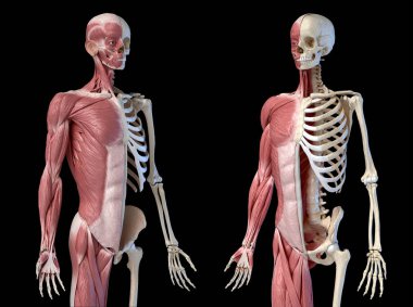 İnsan erkek anatomisi, 3/4 şekilli kas ve iskelet sistemleri, arka ve ön görünüm.