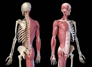 İnsan erkek anatomisi, 3/4 şekil li kas ve iskelet sistemleri, perspektif arka ve ön görünüm.