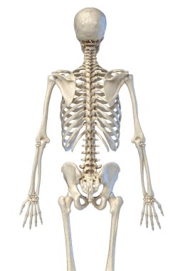 İnsan anatomisi, arkadan görülen kemik iskeleti.
