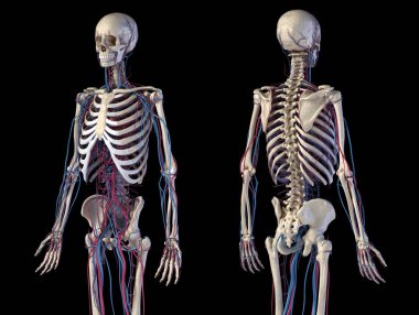 İnsan vücut anatomisi. Damarlı ve atardamarlı iskelet. Ön ve arka görünümler.