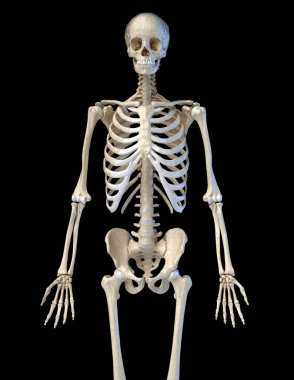 İnsan anatomisi, kemik iskeleti önden görüntülendi.