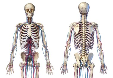 İnsan vücut anatomisi. Damarlı ve atardamarlı iskelet. Ön ve arka görünümler.