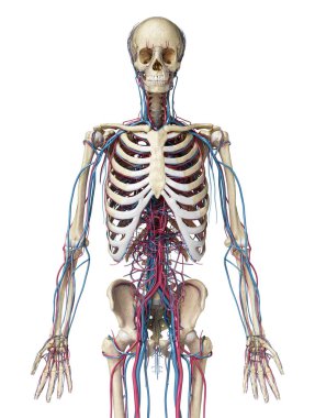 İnsan vücut anatomisi. Damarlı ve atardamarlı iskelet. Ön görünüm