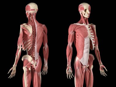 İnsan erkek anatomisi, 3/4 şekil li kas ve iskelet sistemleri, arka ve ön perspektif görünümleri.