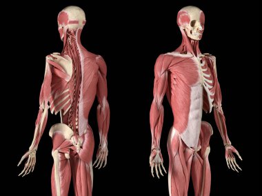 İnsan erkek anatomisi, 3/4 şekil li kas ve iskelet sistemleri, arka ve ön perspektif görünümleri.