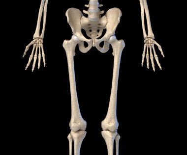 İnsan Anatomisi, kalça, uzuvlar ve el iskeleti. Arka görüş.