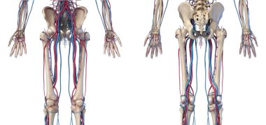İnsan vücut anatomisi. Kalça, bacaklar ve eller Damarlar ve arterler ile Iskelet.
