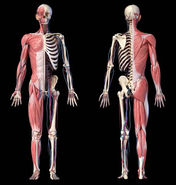Ilustracja 3D ludzkiego pełnego szkieletu ciała z mięśniami, żyłami i tętnicami. — Zdjęcie stockowe