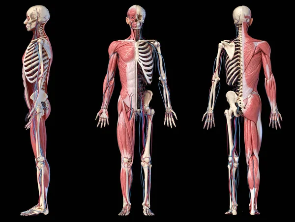 筋肉、静脈、動脈を持つ人間の全身骨格の3Dイラスト. — ストック写真