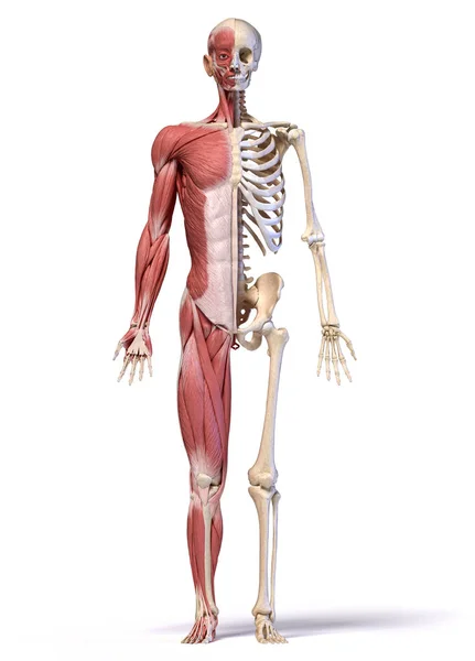 Anatomie van menselijke mannelijke gespierde en skelet systemen, vooraanzicht. — Stockfoto