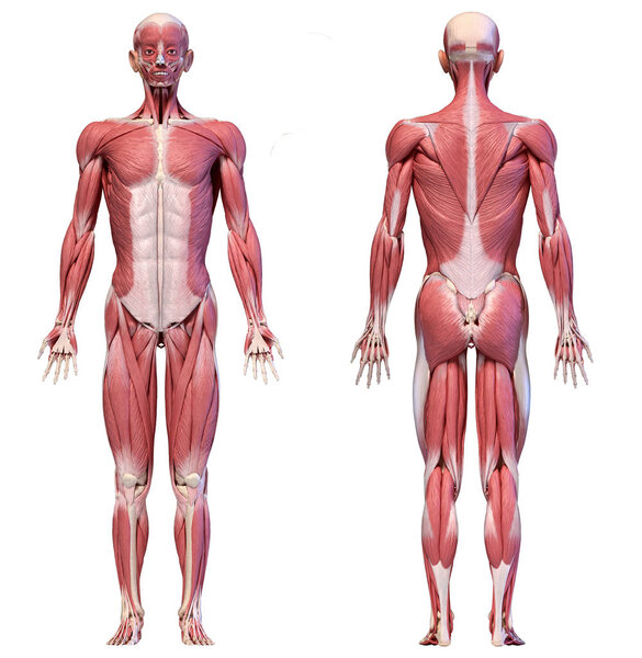 Human body, full figure male muscular system, front and back views.