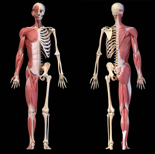 Anatomia dos sistemas musculares e esqueléticos masculinos humanos, vistas frontal e traseira . — Fotografia de Stock