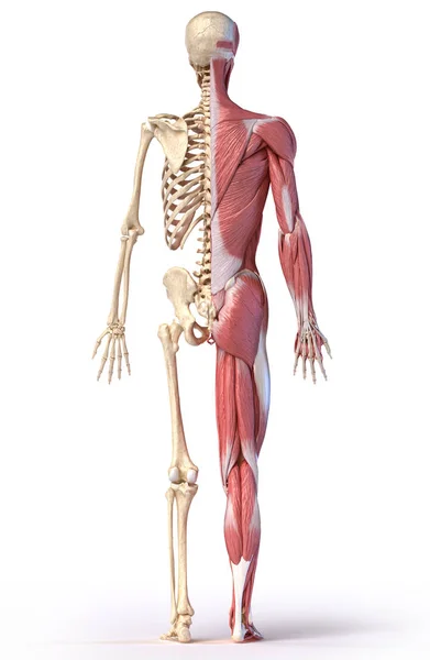 Anatomia ludzkiego męskiego układu mięśniowo-szkieletowego, widok z tyłu. — Zdjęcie stockowe
