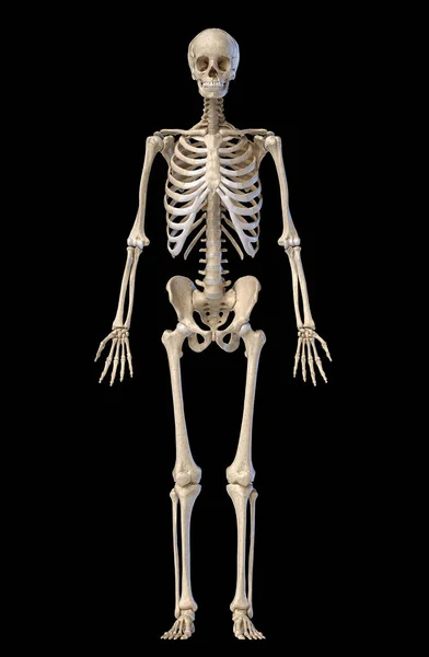 Human male skeleton full figure. Front view. — Stock Photo, Image