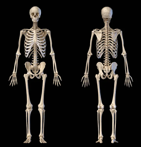 Human male skeleton full figure. Front and back views — Stock Photo, Image