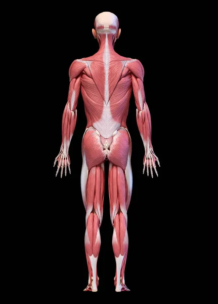 Human body, full figure male muscular system, rear view. — Stock Photo, Image