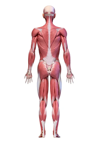 人体， 全身材男性肌肉系统， 后视. — 图库照片