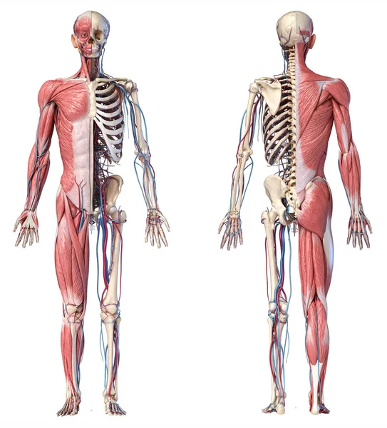 Ilustración 3d del esqueleto de cuerpo completo humano con músculos, venas y arterias . — Foto de Stock