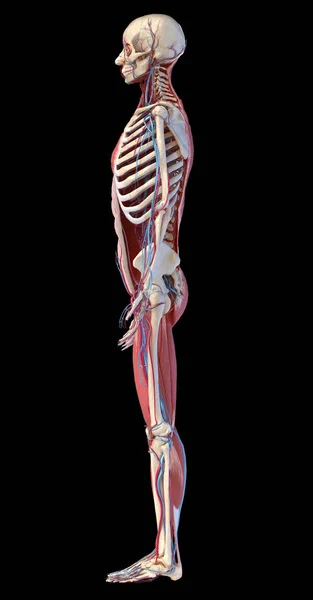 Ανθρώπινο σκελετό ολόκληρου του σώματος με μύες, φλέβες και αρτηρίες. Εικονογράφηση 3D — Φωτογραφία Αρχείου