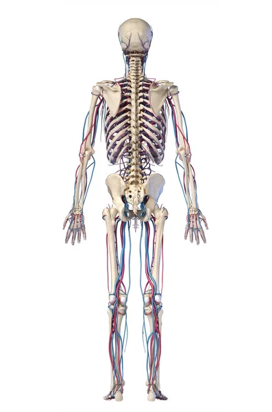 人体解剖学。有静脉和动脉的骷髅。后视图. — 图库照片