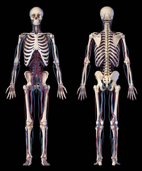 Menselijk lichaam anatomie. Skelet met aders en slagaders. Voor-en achterzichten. — Stockfoto