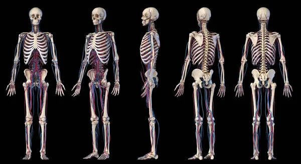 Mänskliga kroppens anatomi. Skelett med vener och artärer. Fem vinkel visningar. — Stockfoto