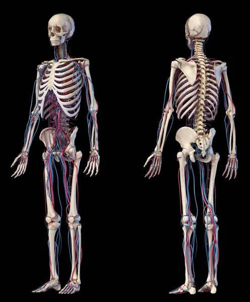 Menselijk lichaam anatomie. Skelet met aders en slagaders. Voor-en achterzijde perspectief weergaven. — Stockfoto