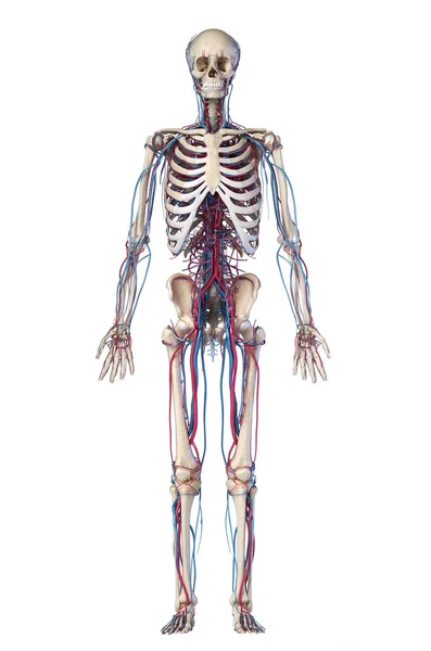 Anatomie lidského těla. Kostra s žilami a tepnami. Pohled zepředu — Stock fotografie