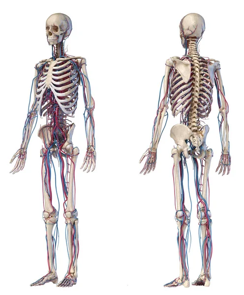 Menselijk lichaam anatomie. Skelet met aders en slagaders. Voor-en achterzijde perspectief weergaven. — Stockfoto