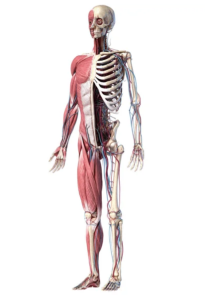 Esqueleto de cuerpo completo humano con músculos, venas y arterias. Ilustración 3d — Foto de Stock